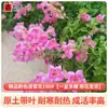 Plántulas de Flor Lingxiao Resistentes al Frío, Enredaderas Trepadoras, Florales de Floración Cuatro Estaciones, Plántulas Grandes, Plantas Verdes, Plantas en Maceta, Florales de Petardos para Patio Balcón, Glicina