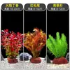 Plantas de Acuario, Decoraciones de Paisajismo con Césped Real, Plantas Aptas para Principiantes, Crisantemo Verde Ciempiés, Plantas de Sombra, Piedra Volcánica, Plantas Verdes Purificadoras de Agua