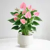 Planta en Maceta de Anturio con Flores, Planta de Interior para Escritorio de Oficina, Planta Verde para Sala de Estar, Purifica el Aire, Bonsái Fácil de Mantener