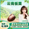 Castanhas de Yunnan Selecionadas com Cuidado Compra Atacado Fresca 1 Jin Fruta Grande / 3 Jin Fruta Grande / 5 Jin Fruta Grande Castanhas com Casca