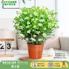 Dropshipping da Planta de Jasmim Perfumado, Flores de Jasmim em Vaso, Planta Verde Repelente de Mosquitos de Interior, Floresce o Ano Todo, Bonsai Hidropônico de Sete Milhas de Fragrância