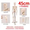 Modelo de Esqueleto Humano de 85cm x 180cm con Huesos Desmontables, Modelo de Columna Vertebral Humana, Pequeño Esqueleto Blanco de Muestra