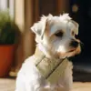 Suministro Exclusivo Transfronterizo de Pañuelos para Mascotas Lisos de Sublimación