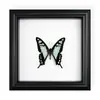 Marco de Fotos con Espécimen de Mariposa Real, Mariposa Cola de Golondrina con Banda Verde Regalo de Cumpleaños, Regalo de Día del Maestro Graduación, Regalo Exquisito para Fiestas