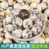 Hojas de Té Perla de Dragón del Árbol Antiguo Shengpu de Xiaohusai al por Mayor desde Laozha, Lincang, Yunnan