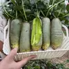 Dayu Cuizha No. 10 Semillas de Rábano, Semillas de Rábano Fruta Shawo, Piel Verde de Campo, Pulpa Verde, Fruta, Rábano y Verduras