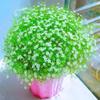 Semillas Caseras Paquete Pequeño Combinación Fácil de Cultivar en Todas las Estaciones Balcón Patio Jardinería Casera Semillas de Flores Fabricante Venta al por Mayor Entrega