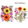 Bolsa de Flores Secas para Manualidades con Flores en Relieve, Marcapáginas de Flores en Relieve, Bolsa de Flores en Relieve, Material para Pintura en Relieve, Pegamento para Flores Reales, Hojas Secas