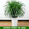 Celebridad de Internet Árbol Dragón Planta Verde para Sala de Estar Árbol de Sangre de Dragón Grande de Múltiples Cabezas Árbol de Hierro Dragón Planta en Maceta para Sala de Estar Interior Semilleros de Bonsái