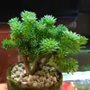 Planta Suculenta de Pino en Forma de Bola Combinada en Maceta Planta Verde Flor para Oficina y Balcón, Suculenta Linda que Absorbe Radiación