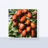 500g Catier Lujo Ligero Xinjiang Hetian Dátiles Rojos Grandes Venta al por Mayor Dropshipping Canal de Adquisición para Catering Bolsa de Compra al por Mayor Dátiles Rojos