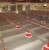 Línea de Alimentación de Pollos Personalizada por el Fabricante, Línea de Alimentación para Patos de Corral Plano y de Libre Pastoreo, Línea Automática de Alimentación y Bebedero, Cangzhou Qingshan