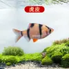 Peixe Ornamental Grande, Peixe Tropical Pequeno de Água Doce Fácil de Cuidar, Peixe Leve, Aquário de Tanque com Plantas Natação em Grupo Peixes de Estimação