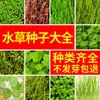 Acuario Semillas de Plantas Acuáticas Plantas Acuáticas Purificación Activa del Agua Decoración de Acuario Purificación Calidad del Agua Paquete de Semillas de Plantas Acuáticas