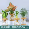 Plantas Hidropónicas Favoritas de los Agricultores Bonsái de Escritorio Plantas Verdes Planta Roja de la Suerte Plantas Pequeñas en Maceta Escritorio de Oficina Plantas Verdes Pequeñas Fáciles de Cuidar
