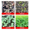 Bandejas para plántulas, macetas para plántulas, macetas especiales para el cultivo de plántulas, vasos de plástico para árboles forestales, suculentas y verduras, bandejas para plántulas, bandejas de vivero, macetas de cultivo para siembra en invernadero