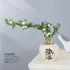 Bonsai Neve de Junho Estilo Cascata Hidropônico Bonsai de Escritório de Mesa Interna Planta de Folhagem Fácil de Cultivar Mesa de Centro Flor Hidropônica
