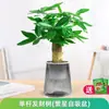Planta de Gardenia Hidropónica en Maceta con Capullos en Todas las Estaciones, Flor de Jazmín de Interior, Planta Verde Fragante de Nueve Millas, Fragancia para Balcón