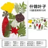 Espécimes de Plantas com Folhas Reais de Outono, Adesivos Artesanais, Flores Secas, Flores Prensadas, Pinturas Decorativas de Folhas DIY, Marcadores de Página de Plantas