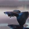 Guppy azul hielo anchoa viva pez vivíparo pez ornamental tropical al por mayor todo rojo Oreja Grande cola de pasto azul cielo