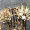 Pequeña Cola de Conejo de Caña Hierba Flor Inmortal Ramo DIY Producto Terminado Decoración Flor Real Adornos de Instagram Hierba de la Pampa Flores Secas Transfronterizo