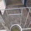 Tapetes de Goma para Terneros, Tapetes Antideslizantes para Recolección de Semen de Cerdo, Tapetes Antideslizantes para Vehículos de Transporte de Cerdos, Tapetes con Agujeros, Tapetes para Centros de Esquí, Tapetes para Pastizales, Tapetes para Fábricas