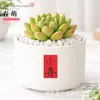Plantas Suculentas de Interior, Cactos Pequenos em Vasos, Flores, Plantas Verdes, Escritório, Jardim de Infância, Mesa, Suculentas Tipo Cacto