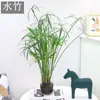 Arroz plántulas en maceta de bambú plantas hidropónicas interior pequeño bambú Fénix plantas verdes de escritorio micro bonsái plántulas de bambú bambú ornamental