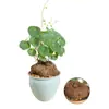Plantas Suculentas para Paisajismo, Plantas Verdes Redondas de Hoja para Maceta Tortuga de Montaña, Bonsái de Escritorio Hidropónico, Plantas Trepadoras para Patio