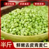 Granos de Trigo Verde Fresco 2025 de Henan, Granos de Trigo Auténticos en Stock para Uso Comercial, Granos de Trigo Frescos con Piel Delgada