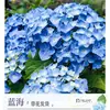 Planta de Hortensia en Maceta con Capullos de Flor, Plántulas de Flor Endless Summer, Flores para Todas las Estaciones, Balcón, Patio, Plantas Verdes de Interior en Flor