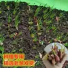 Cebolas Vermelhas Frescas, Cebolas Desidratadas, Cebolas Pequenas, Cebolinhas e Cebolas Aromáticas de Fazendas de Sichuan, Direto da Fábrica de Origem, com Frete Grátis para Exportação