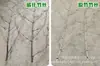 Ramas de Bambú, Cercas, Decoraciones de Techos de Patio, Ramas de Bambú Anticorrosión, Ramas de Bambú, Puntas de Bambú, Muros de Patio, Plantas Alemanas