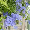 Una generación de plántulas en maceta de copo de nieve azul cuatro estaciones abierto patio balcón alféizar enredadera trepadora puede colgar flores y plantas verdes