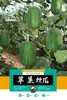 Semillas de Lufa de Carne de Changsha, Variedad de Cuatro Estaciones Extra Grande de Maduración Temprana para Primavera, Verano y Otoño, Semillas de Sandía, Enredaderas de Cultivo en Granja