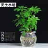 Plantas hidropônicas em vaso com raízes, fáceis de cuidar em ambientes internos durante todo o ano, perenes e eficazes na absorção de formaldeído, purificação do ar e bloqueio de radiação.