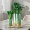 Bambú Wenchang, Bambú de la Suerte con Raíces, Bambú de la Fortuna, Plantas Cultivadas en Agua, Plantas de Interior en Maceta Fáciles de Cuidar, Plantas Verdes Hidropónicas para la Sala de Estar