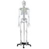 Modelo Médico de Esqueleto Humano de Cuerpo Completo de 170 cm Pelvis Articulación de Yoga Desmontable Estructura Anatómica Espécimen de Esqueleto