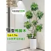 Planta de Interior Grande en Maceta del Árbol del Dinero para la Sala de Estar, una Planta Real que Atrae el Dinero