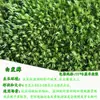 Cobertura de Musgo Vivo Fresco Musgo Vivo Micro Paisagismo Rochoso Vasos Pele Plantas Mini Frete Grátis Mai Tai Bao