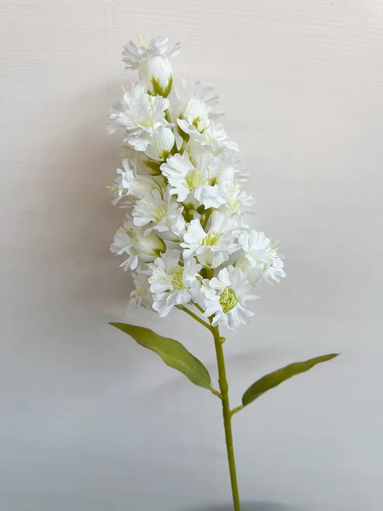 灯笼花白色
