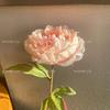 Nueva flor de simulación borde de coca peonía rica flor falsa flor de peonía estilo francés invitado mentira flor de seda regalo de boda transfronterizo