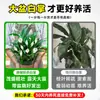 Maceta Grande de Planta de Palma Blanca de una Pieza para Dropshipping, un Símbolo de Buena Fortuna, Planta en Maceta con Flores, Planta Hidropónica, Planta con Flores, Planta Verde para Interior de Oficina