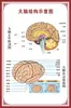 Diagrama del Esqueleto Humano, Cartel de Pared Grande, Diagrama de Órganos, Gráfico de Estructura de Órganos Internos, Gráfico de Puntos de Acupuntura, Póster del Gráfico de Anatomía Muscular Humana
