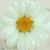 Crisântemo Pequeno Simulado 4cm Cabeça de Girassol DIY Margarida Pequena Arco Arranjo de Flores Coroa de Flores Adorno de Cabeça Atacado