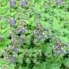 Sementes de Centáurea Perene no Atacado de Várias Regiões, Sementes de Dianthus Multicolores, Flores Medicinais, Flores de Trigo Gigantes, Sementes para Jardinagem