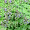 180 Variedades de Sementes de Flores Não Repetitivas, Fáceis de Cultivar em Todas as Estações, Podem Afastar Mosquitos, Adequadas para Varandas Internas e Externas, Distribuição Transfronteiriça