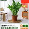Árbol del Dinero Oficina Maceta Planta Alta Flor de Interior Sala de Estar Planta Verde Grande Venta al por Mayor Cadena de Dinero Árbol de la Fortuna