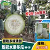 Semillas de Melón Invierno Sabor Fruta Corona Rosa Hansheng - Melón Perenne, Melón Invierno Pequeño, Verdura de Maceta de Primavera para Todas las Estaciones