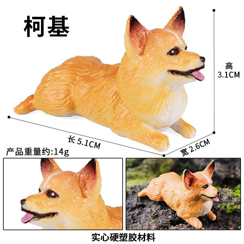 柯基